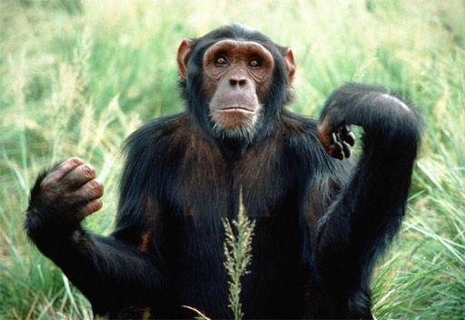 باكستان تعتقل قرداً لعبوره الحدود الهندية الباكستانية بطريقة غير قانونية