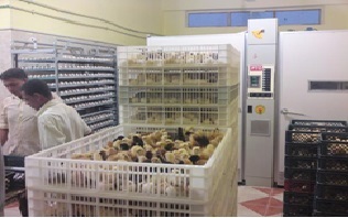 انتاج اكثر من (13) مليون من افراخ الدجاج في كربلاء المقدسة