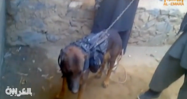 طالبان تأسر كلباً برتبة "عقيد" في حلف الناتو+صور