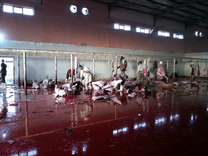 مجزرة كربلاء النموذجية تم إنشائها منذ عامين ولم تعمل لحد الان ومعداتها تتعرض للصدأ (مصور)