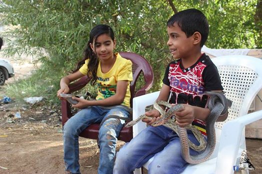طفل كربلائي يهوى اللعب مع الأفاعي ولا يتأثر بسمومها والباحثون والعطارون يتهافتون لشرائها منه(مصور)
