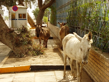 حيوانات طليقة تستفز البصرة (مصور)