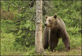 الدببة بنية اللون تعود للتجول في طقس فنلندا المعتدل بشکل غير معتاد