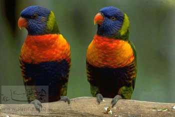 حرس حدود روسيا البيضاء يحبط محاولة لتهريب ببغاوات