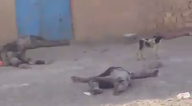 بالفيديو: جثث عناصر تنظيم داعش طعام للكلاب في الانبار