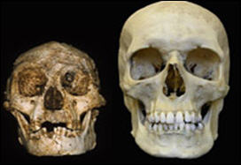 دراسة صينية تؤکد أن جمجمة النساء أکثر سمکا منها لدى الرجال