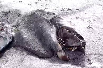 بالصور: العثور على جثة وحش غامض
