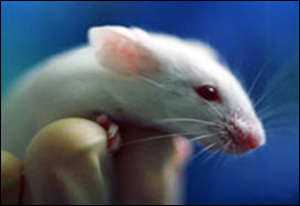 علماء يعثرون على خلايا جذعية بنکرياسية في فئران