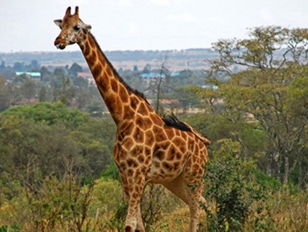 ما سر الرقاب الطويلة للزرافات، اللغز الذي حير العلماء؟