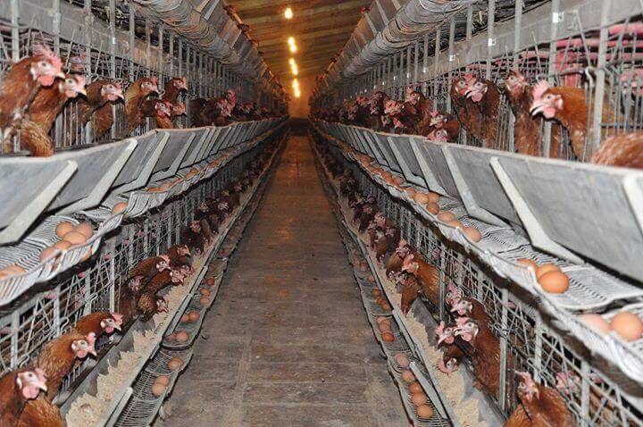 زراعة بابل ترفد الأسواق المحلية بستة ملايين بيضة و(1000) طنا من دجاج اللحم خلال شهر أيار الماضي