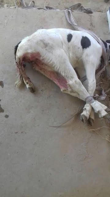 عمليتين جراحيتين نادرتين لعجل وبقرة في بابل وديالى