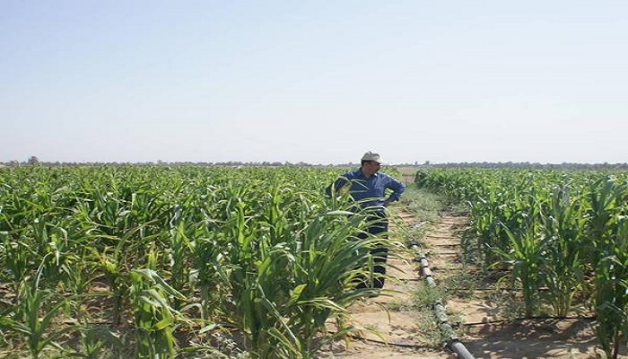 زراعة كربلاء تمدد فترة تجديد العقود للاراضي التي لا تزيد مساحتها على 100 دونم