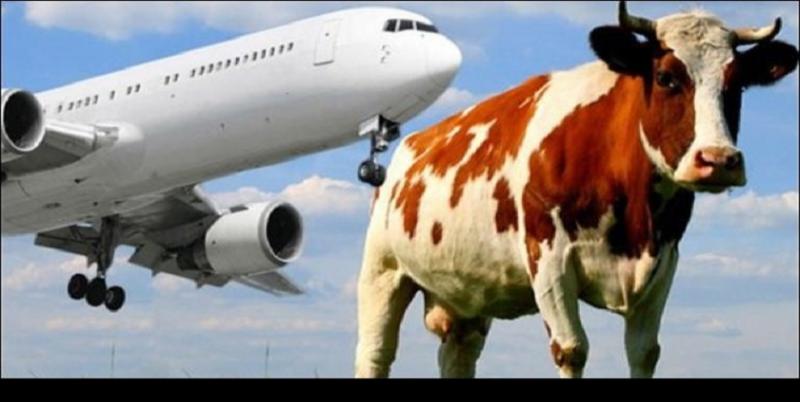 طائرة تصطدم ببقرة؟!