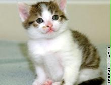 السجن 6 شهور لرجل "نشّف" قطة صديقته حتى الموت