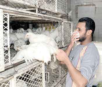 حملات توعوية ضد مرضي انفلونزا الطيور والكوليرا في كربلاء