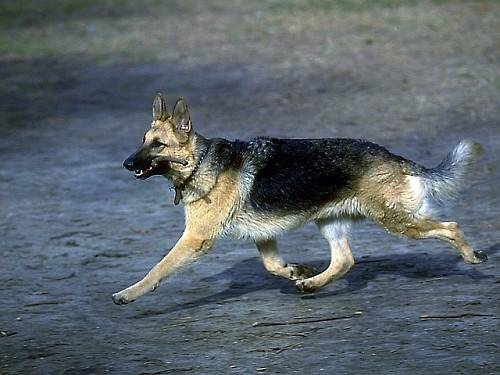 ثلاث فصائل من الكلاب البولسية على مداخل المدينة القديمة في كربلاء