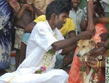 هندي يتزوج كلبة ليكفر عن ذنبه!