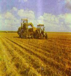 الزراعة في كربلاء تنهي زراعة 23 ألف دونم بمحصولي الحنطة والشعير