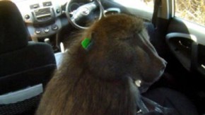 قرد يسرق السيارات