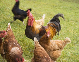 3 دجاجات وديك.. في المحاكم