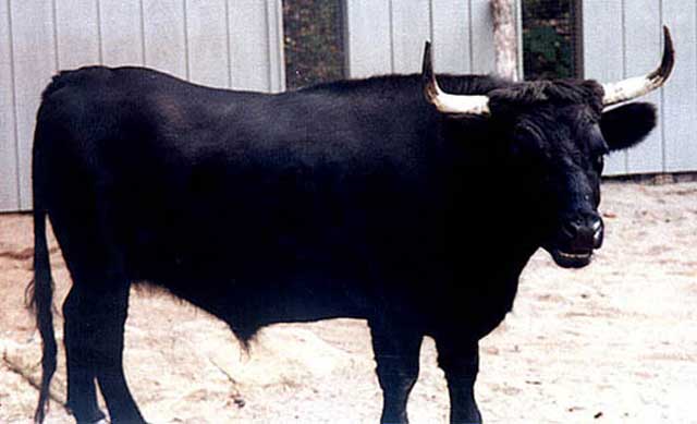 بالفيديو: ثور هائج يقتل شخصا ويجرح اخرين وسط العمارة