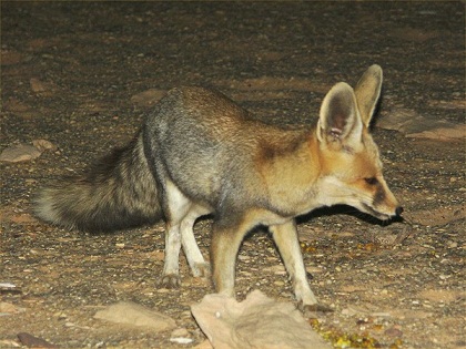 حيوان مفترس ينهش 12 شخص ويثير الذعر وسط قضاء عين التمر غربي كربلاء
