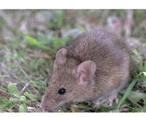 كربلاء تكافح  (6064) دونم من مزارعها  وبساتينها  من القوارض