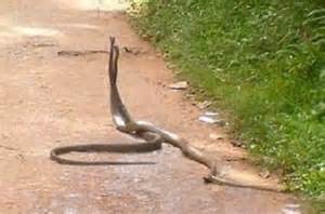 تحول مزارع سيد دخيل الى أرض جرداء بسبب الافاعي السامة