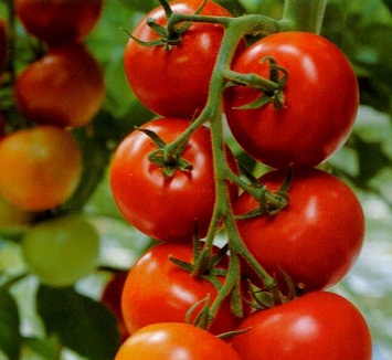 وزارة الزراعة :انتاج محصول الطماطة وصل الى 2000طن يومياً في محافظة النجف الاشرف لاول مرة في العراق