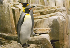 التغير المناخي يهدد البطريق الملکي في القطب الجنوبي