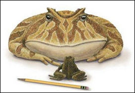 علماء يعثرون على هيكل عظمي لضفدعة "عملاقة"