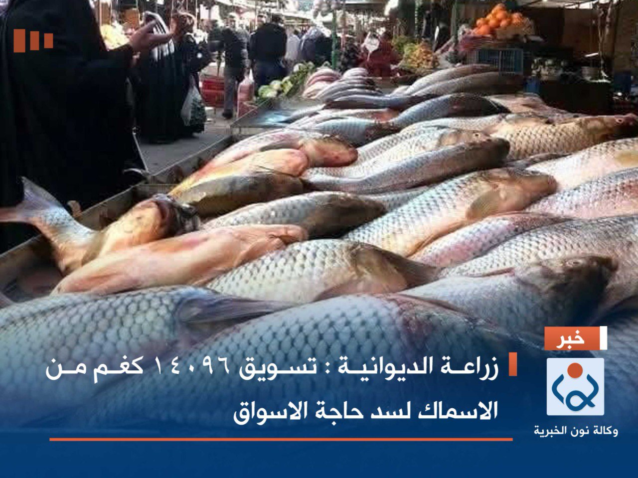 زراعة الديوانية : تسويق 14096 كغم من الاسماك لسد حاجة الاسواق