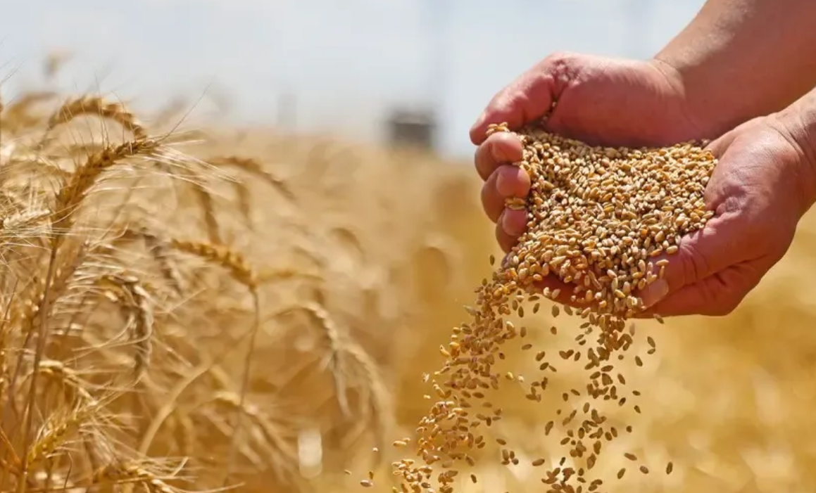 عربياً.. العراق يحل ثانياً بإنتاج القمح