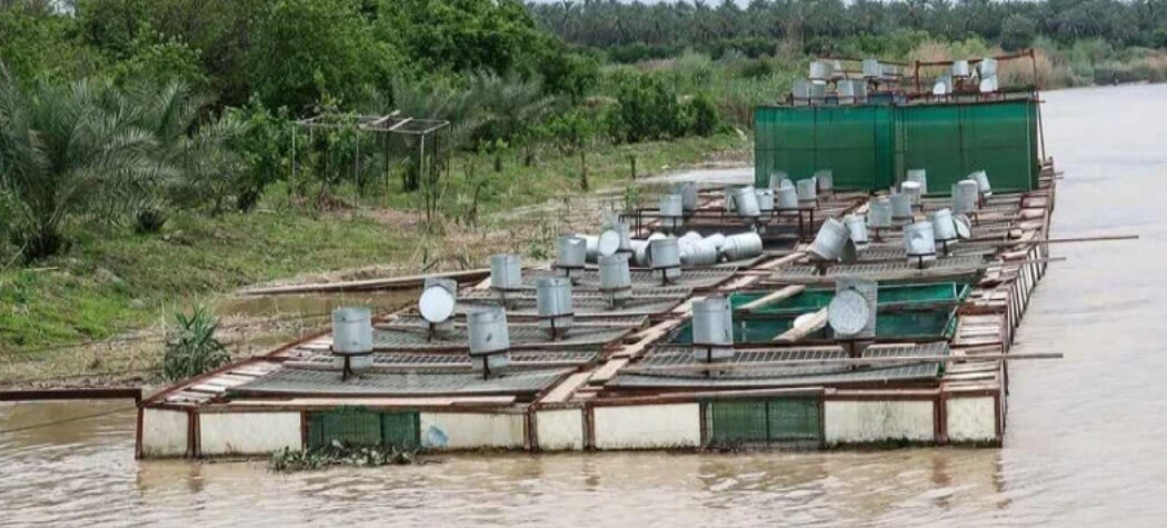 إزالة حقول الأسماك المخالفة في سامراء