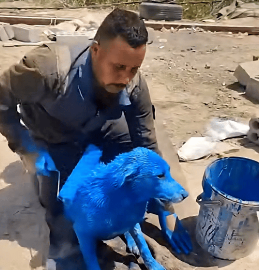 ظهور كلب أزرق في البصرة! الشرطة لاحقت صاحب الفيديو وأودعته التوقيف