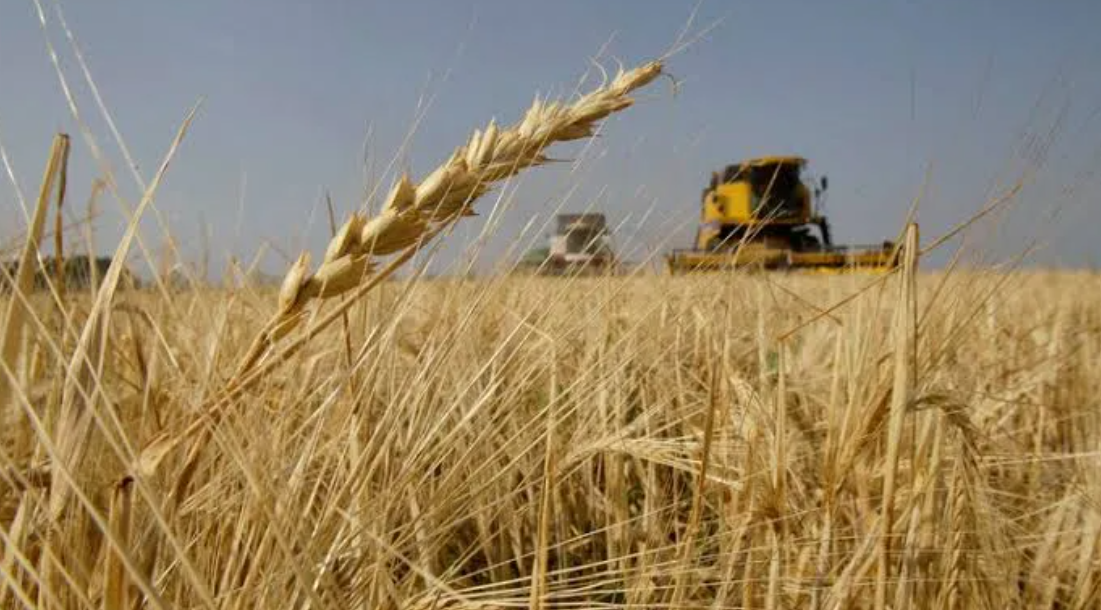 وزارة التجارة تنفي مزاعم الحنطة المسمومة