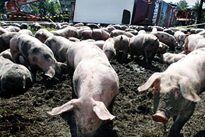 ازدياد اعداد الخنازير البرية في سامراء أثر سلبا على المحاصيل الزراعية