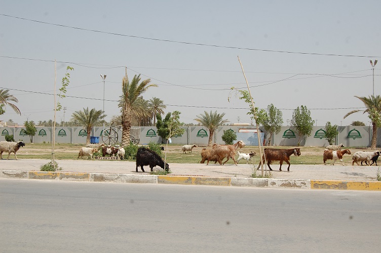 كربلاء: إجراءات رادعة لمصادرة الحيوانات المشمولة بالرعي العشوائي