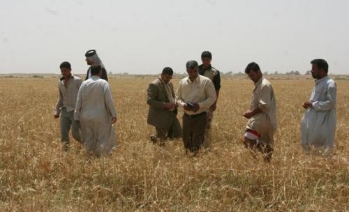 حشرة تجتاح (حنطة) واسط وتصيب 12 الف دونم من المحصول ودعوات لانقاذ الحقول