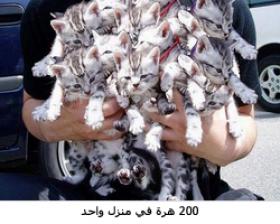 امرأة تعيش مع 200 هّرة