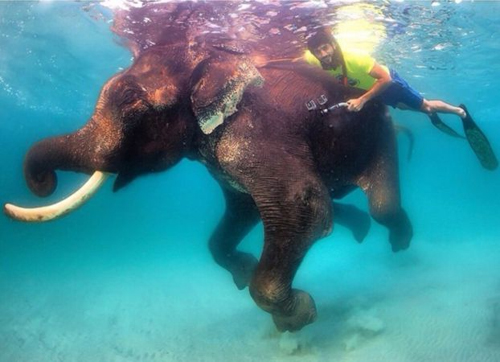 ولي عهد دبي يسبح مع فيل نادر