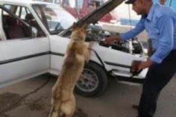 ابطال مفعول سيارة مفخخة امام مبنى البرلمان العراقي