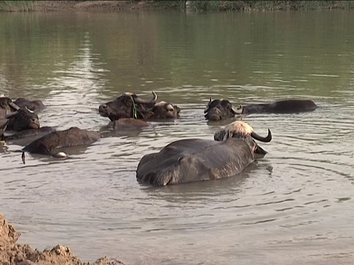 ارتفاع غير مسبوق بأعداد الابقار والجاموس في محافظة ذي قار