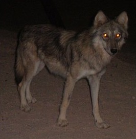 ذئاب تهاجم قطيعاً من الأغنام وتقضي على 70 منهم في السليمانية