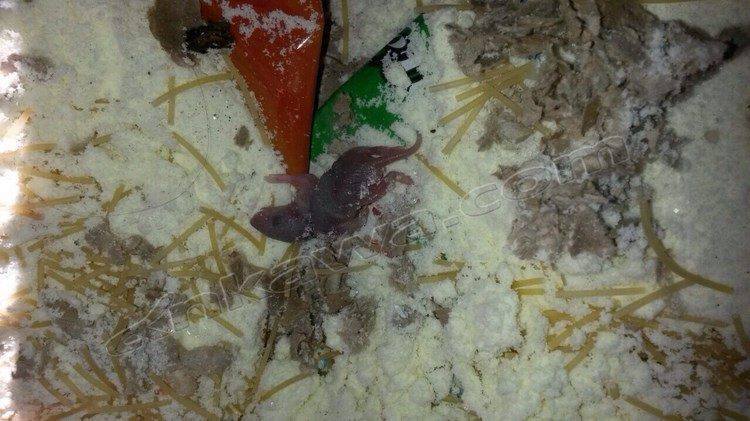 بالصور:مساعدات غذائية تحتوي على فئران توزع للنازحين في اربيل