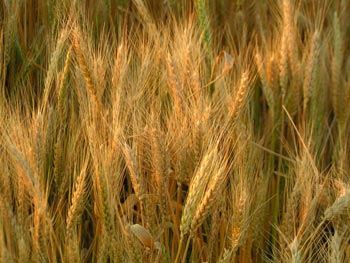 حظر تصدير القمح الروسي والجفاف لن يؤثر في العراق