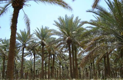 محاولات عراقية للتعويض عن تقلص أعداد النخيل في البلاد