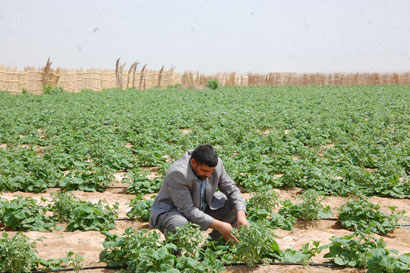 العتبة الحسينية تزيد الرقعة الزراعية في مشروع مدينة الإمام الحسين وتمول السوق المحلية بالمنتجات الزراعية