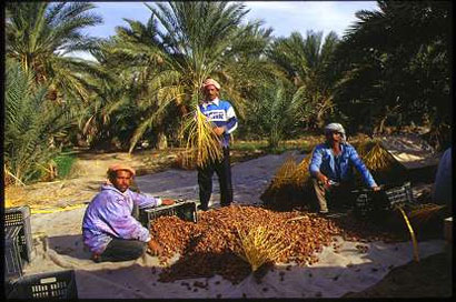 اللجنة الزراعية في كربلاء تعلن بدء موسم جني التمور وزيادة في انتاجه هذا العام