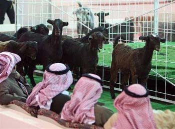 السعوديون يعقدون مزادا تقليديا للماعز